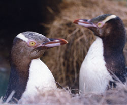 Penguins.jpg (17750 bytes)