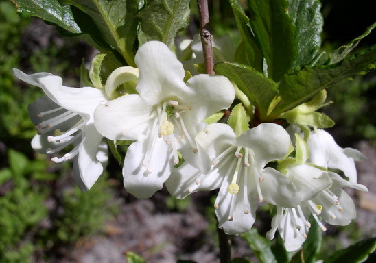 Cascade Azalea