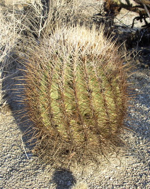 Barrel Cactus