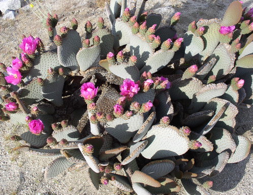 Beavertail Cactus