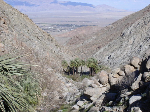 Borrego Palm Canyon