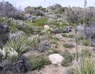 View of Hillside Plants