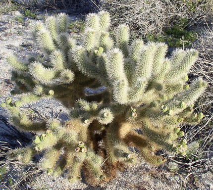 Teddybear cholla