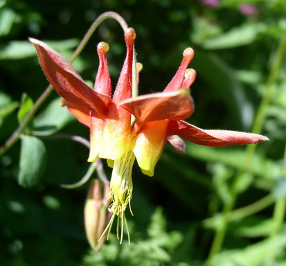 Columbine