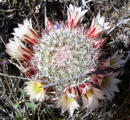 Fishhook Cactus