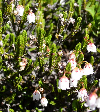 Mountain White Heather