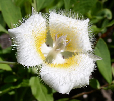 Sub Alpine Mariposa Lily