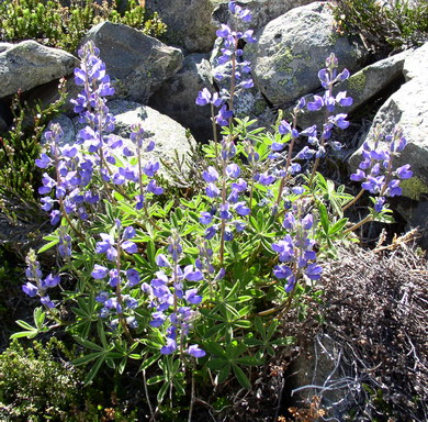 Broadleaf Lupine