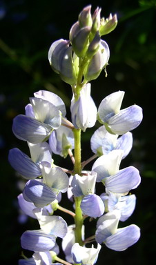 Broadleaf Lupine Close-Up