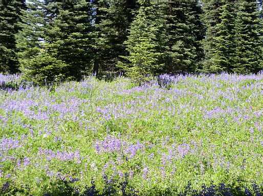 Broadleaf Lupine Field