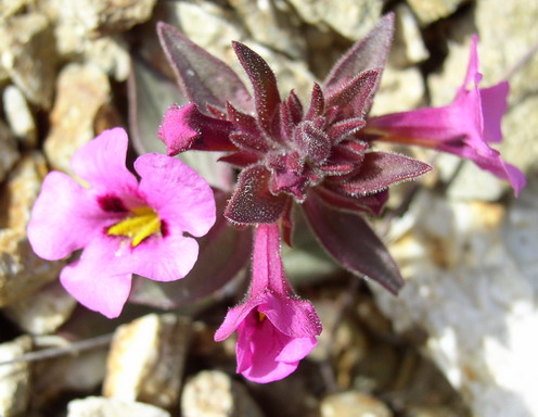 Monkey flower