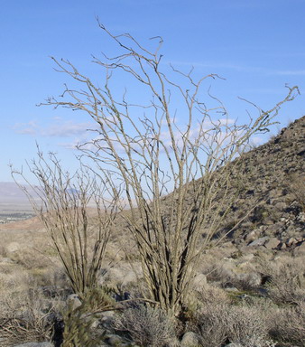 Ocotillo