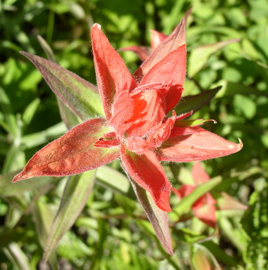 Common Red Paintbrush