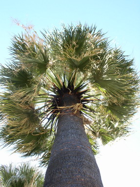 Desert Fan Palm