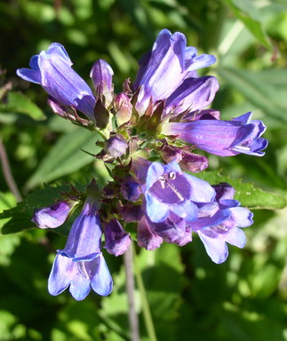 Coast Penstemon