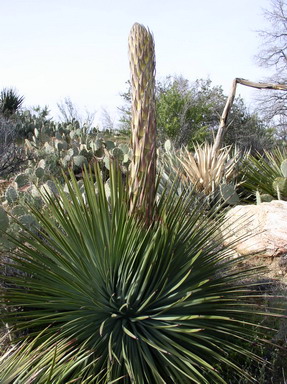 Yucca