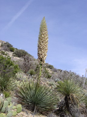 Yucca