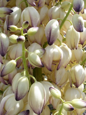 Yucca