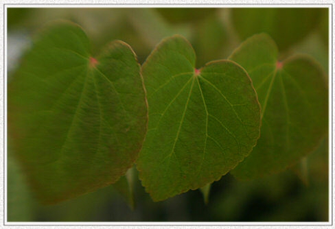 Study - three leaves